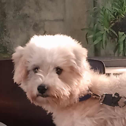 Cherry kof-Freelancer in Iligan City, Philippines,Philippines