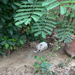 Batool Asghar-Freelancer in Karachi,Pakistan