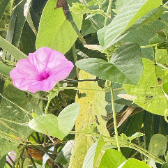 Yasu Santa-Freelancer in Pābna,Bangladesh