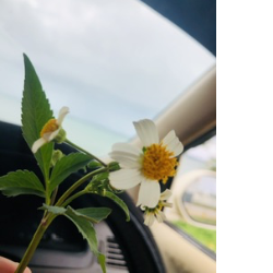 Reena Moimoi-Freelancer in Nuku'alofa,Tonga