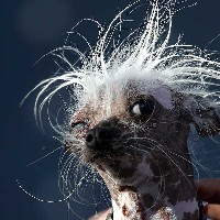 Hope-Freelancer in City of Ekurhuleni Metropolitan Municipality,South Africa