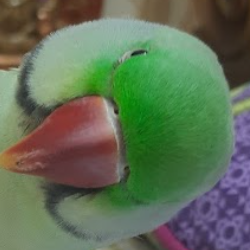 Sehar Mahmood-Freelancer in Lahore,Pakistan