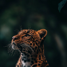 Radlyn Bay-Freelancer in Senai,Malaysia