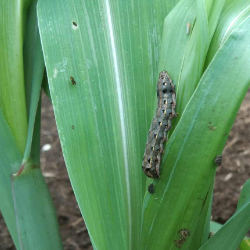 cbbbbb-Freelancer in Cebu City,Philippines