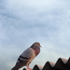 Fikadu Daniel-Freelancer in Borena,Ethiopia