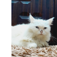 Aleena Anto-Freelancer in Thrissur,India