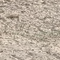 Narendra Modi-Freelancer in Mumbai,India