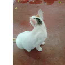 Fathima Rifka-Freelancer in Panadura,Sri Lanka