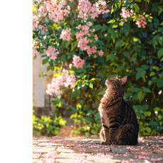 Muskan Fatima-Freelancer in Sargodha,Pakistan