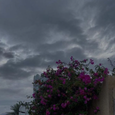 Faiza Halimi-Freelancer in Larbatach,Algeria