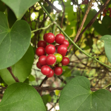 Khadeeja Tasneem Barbhuiya-Freelancer in Mumbai,India