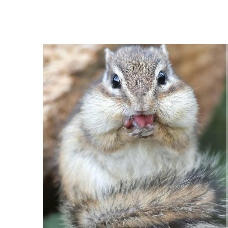Squirrel-Freelancer in Jammu,India