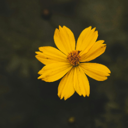 Pravallika-Freelancer in Hyderabad,India