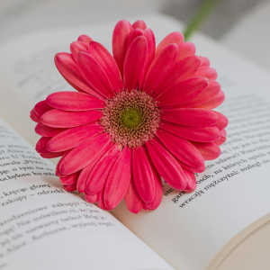 Ovi-Freelancer in Dhaka,Bangladesh