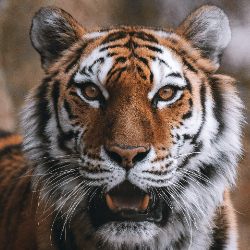 Aka-Freelancer in Tarn Taran Sahib,India