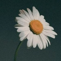 Nazmeen-Freelancer in Islamabad,Pakistan