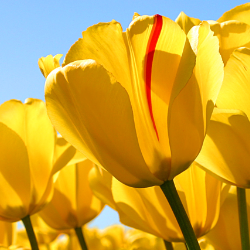 Ashley Blissett-Freelancer in Auckland,New Zealand