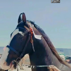 Yuvraj Singh Sodha Sodha-Freelancer in Jalor,India