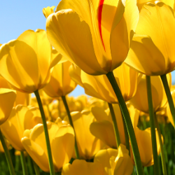 M Younas Kashani محمد یونس کاشانی-Freelancer in Lahore,Pakistan