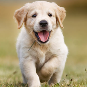 Harsh Saini-Freelancer in Chirawa,India