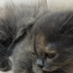 Farah Saleem-Freelancer in Dubai,UAE