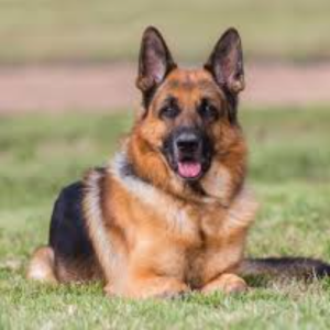 Dianna Morris-Freelancer in Bogotá,Colombia