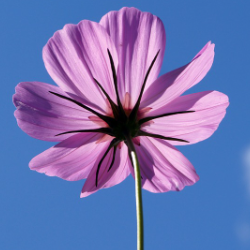 Rajia Sultana-Freelancer in Chittagong,Bangladesh