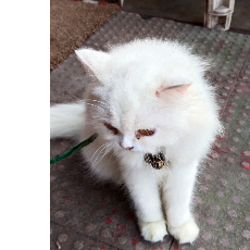 Arya Singh-Freelancer in Bhilai,India