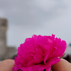 Kdp Sameer-Freelancer in Surat,India