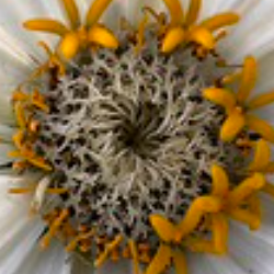 Zhao Liu Yang-Freelancer in Abarr,USA