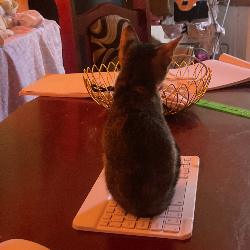 Brianna Hinds-Freelancer in Georgetown,Guyana