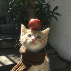 Kulsoom-Freelancer in Etawah,India