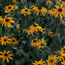 Lola Swan-Freelancer in Pittsburgh,USA