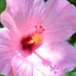 Madeleine Swab-Freelancer in Pittsburgh,USA