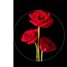 Saqfa Jadoon-Freelancer in Abbottabad,Pakistan