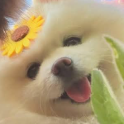 Dinuka Senavirathna-Freelancer in Mathale,Sri Lanka