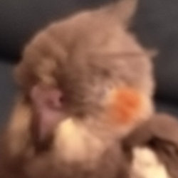 Bayrak-Freelancer in İstanbul,Turkey