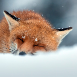 Souzi William-Freelancer in Giza,Egypt