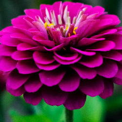 Prathyusha Namani-Freelancer in Hyderabad,India