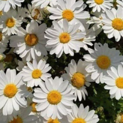 Asmo-Freelancer in Samarkand,Uzbekistan