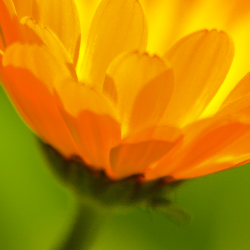 হৈমন্তী দেবী-Freelancer in Sylhet,Bangladesh