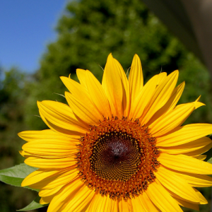 Anshika Aryan-Freelancer in Jharkhand,India