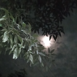 Yoga Lakshmi-Freelancer in madurai,India