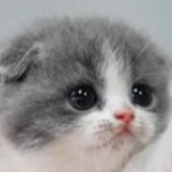 Rani M-Freelancer in gujarkhan,Pakistan