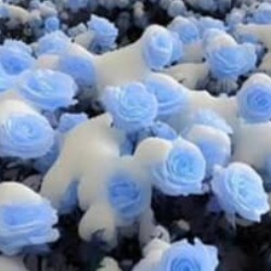 Emily johnson-Freelancer in Nairobi,Kenya