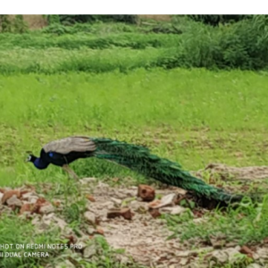 Afrin Javed-Freelancer in Vadodara,India