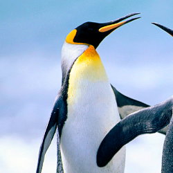 Osama Rizvi-Freelancer in Karachi,Pakistan