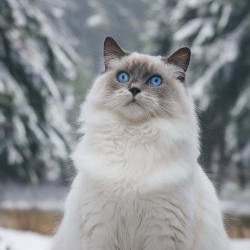 Ioana-Freelancer in Timișoara,Romanian