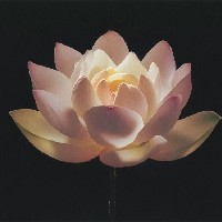 Thwe Thwe-Freelancer in Kawthoung,Myanmar