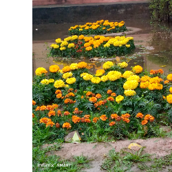 Mehwish Khan-Freelancer in Islamabad,Pakistan